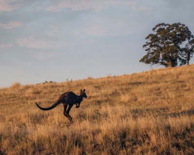 kangaroo sunset